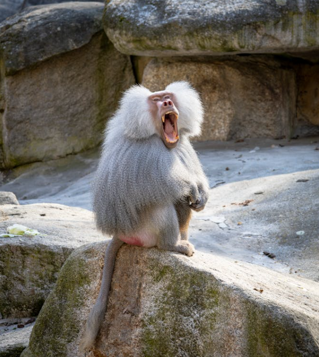 O que significa sonhar com macaco O que significa sonhar com macaco