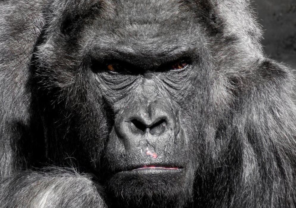 O que significa sonhar com macaco O que significa sonhar com macaco