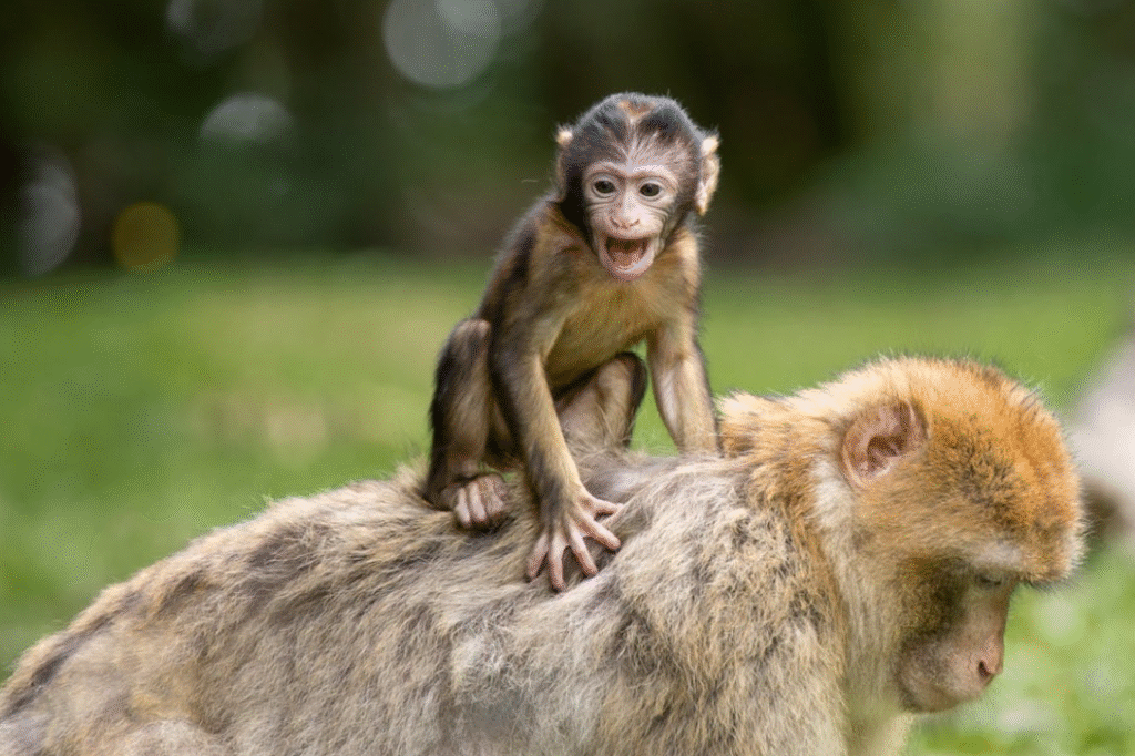 O que significa sonhar com macaco O que significa sonhar com macaco