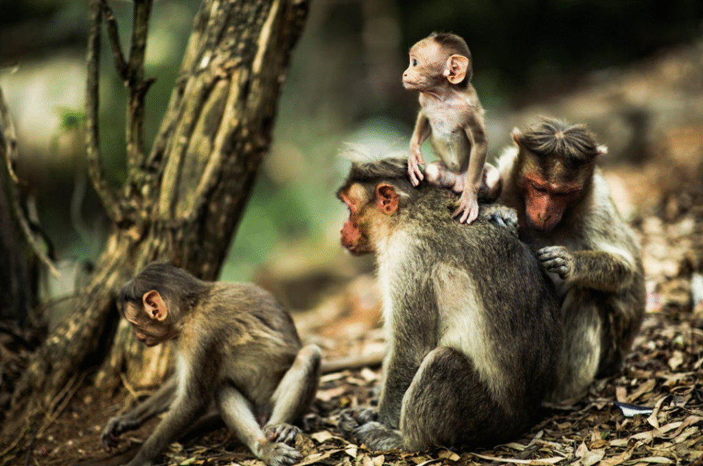 O que significa sonhar com macaco O que significa sonhar com macaco
