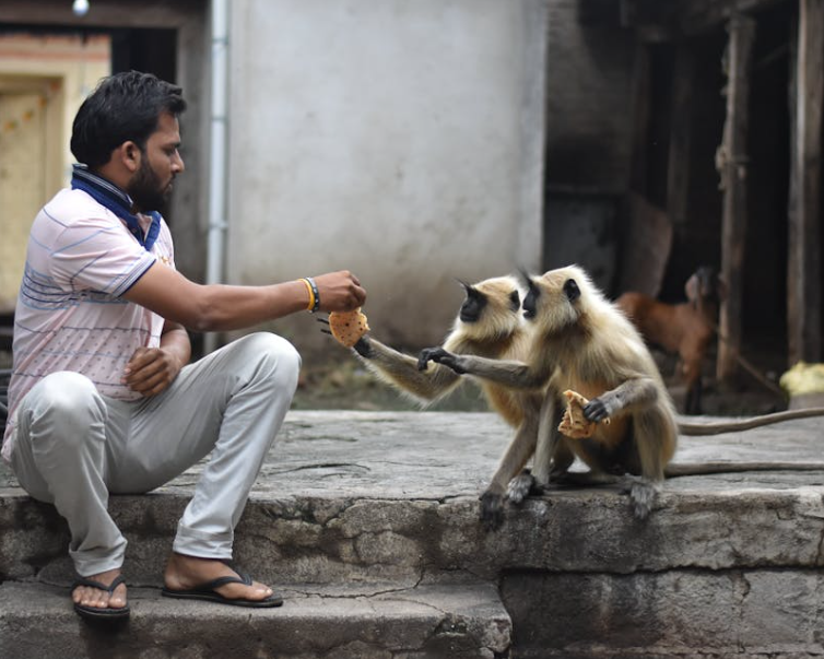 O que significa sonhar com macaco O que significa sonhar com macaco