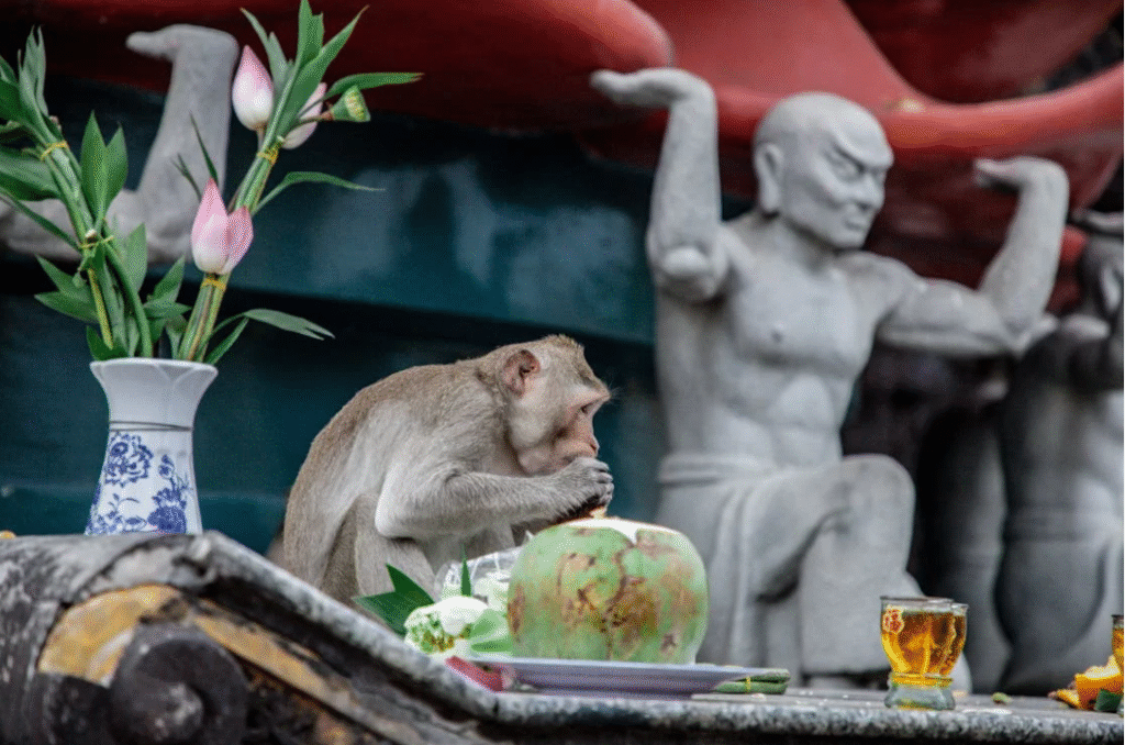 O que significa sonhar com macaco