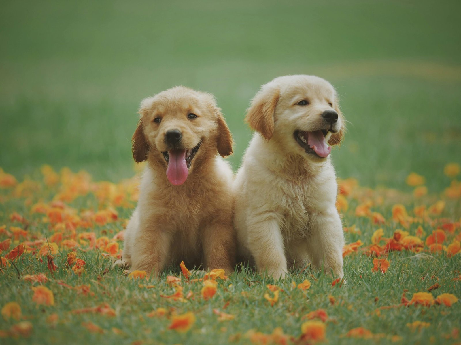 O que significa sonhar com cachorro