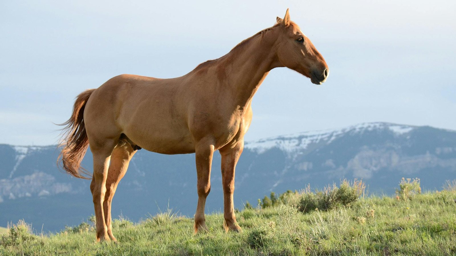 O que significa sonhar com cavalo