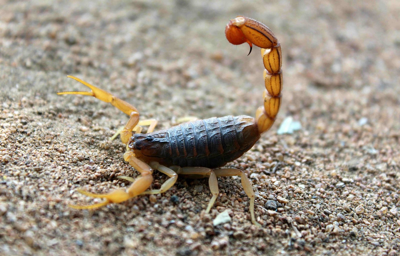 O que significa sonhar com escorpião