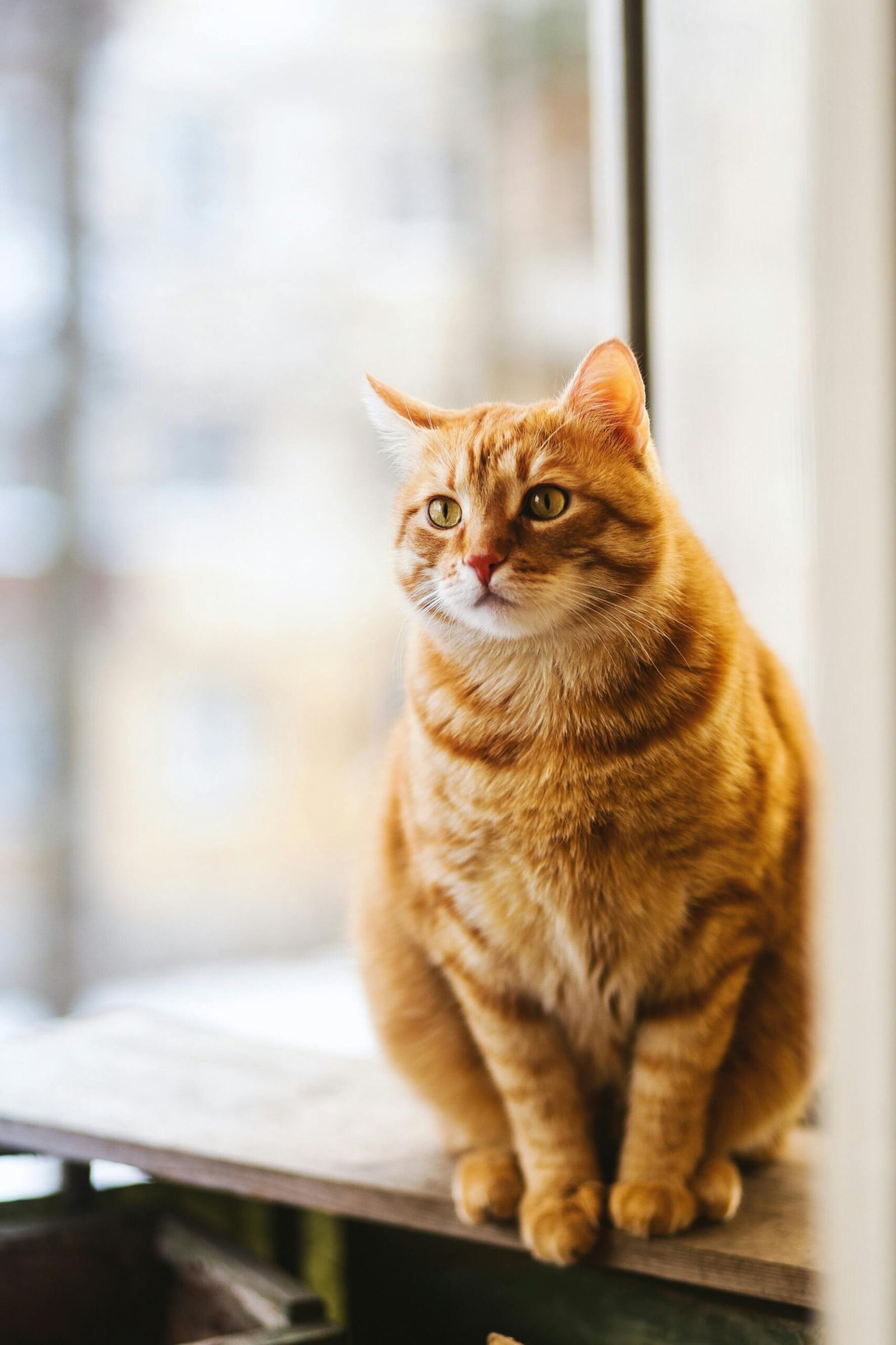 O que significa sonhar com gato