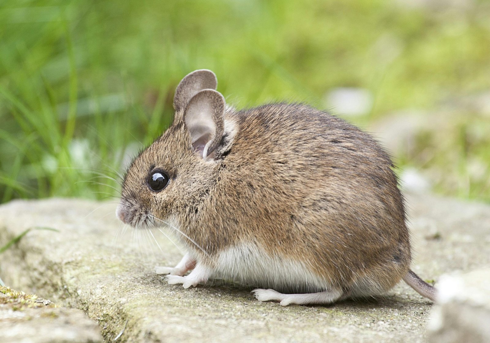 o que significa sonhar com rato