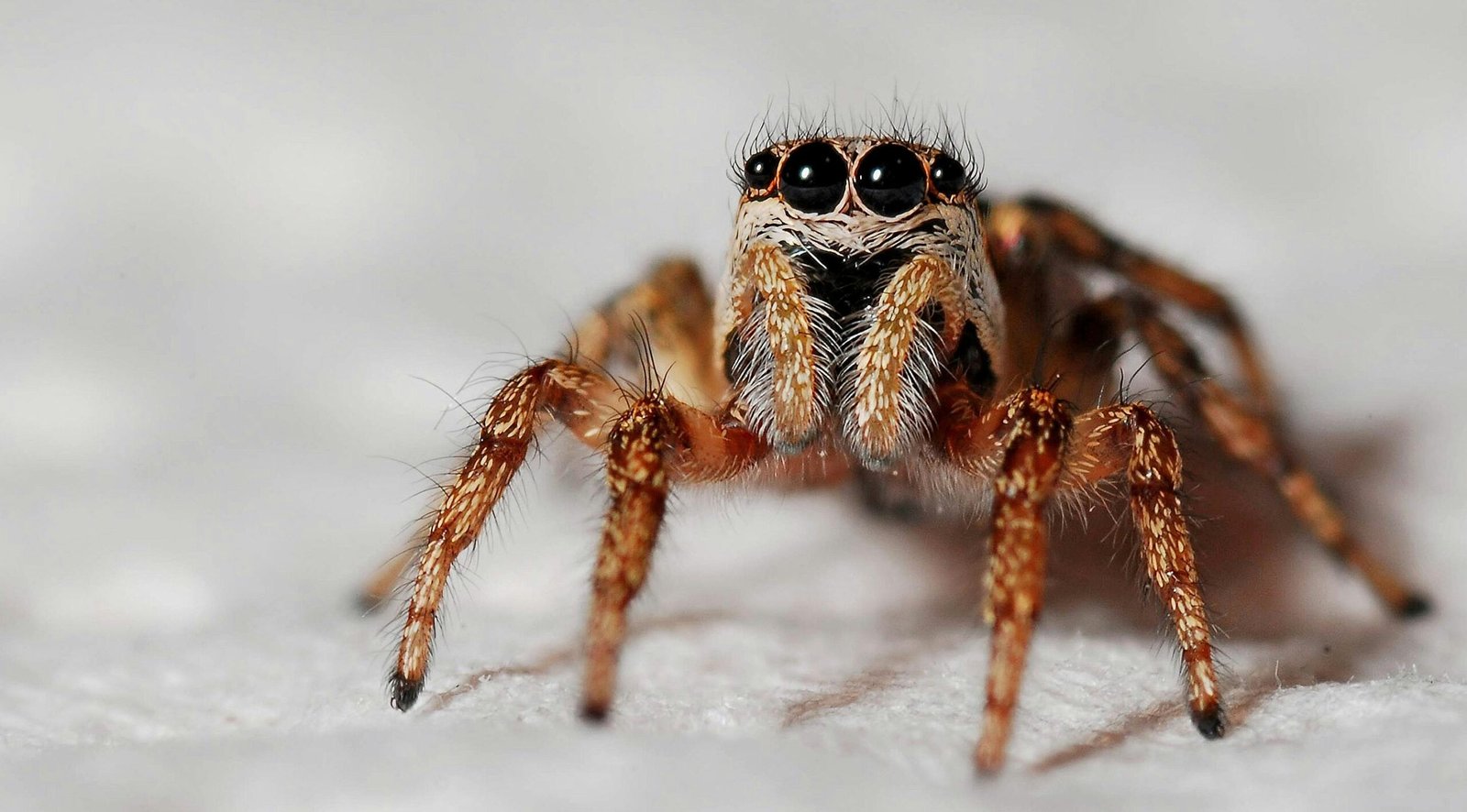 O que significa sonhar com aranha