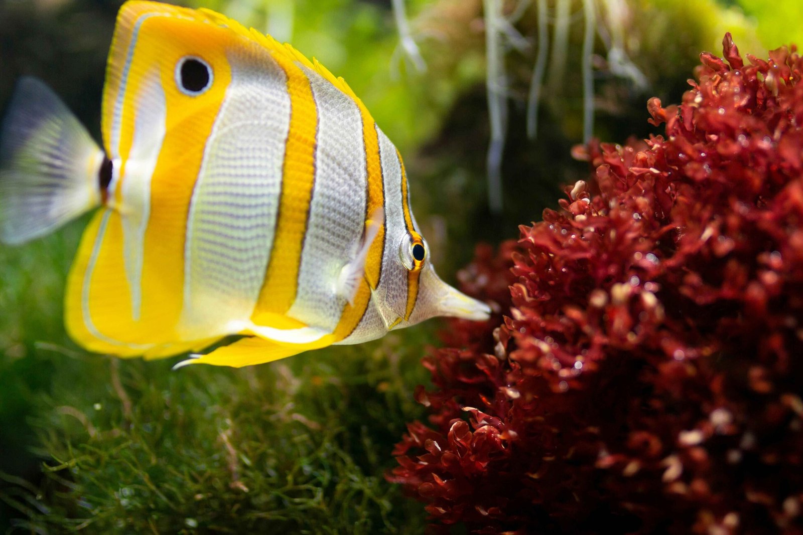 O que significa sonhar com peixes